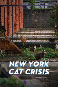 New York Cat Crisis