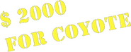 Logo of Two Thousand Dollars for Coyote image size 782x314