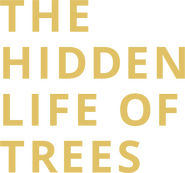 Logo of The Hidden Life of Trees image size 1215x1136