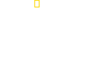 Logo of Wild Little Cats image size 1328x1080