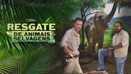 Jungle Animal Rescue  