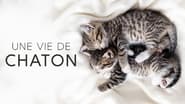 Une vie de chaton wallpaper 