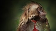Afrique sauvage  