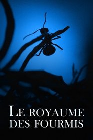 poster Le Royaume des fourmis