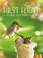 First Flight: A Mother Hummingbird's Story