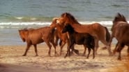 Touching Wild Horses wallpaper 