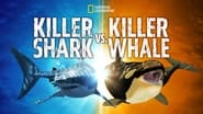 Killer Shark Vs. Killer Whale wallpaper 