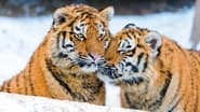 National Geographic : Tigres des neiges wallpaper 