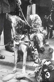 poster Red Cross Dogs