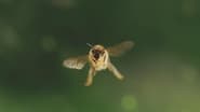 La vie secrete des abeilles wallpaper 