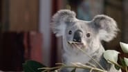 Izzy et les koalas season 1 episode 3