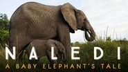 Naledi, l'éléphanteau orphelin wallpaper 