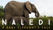 Backdrop of Naledi: A Baby Elephant's Tale image size 1280x720