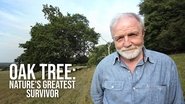 Backdrop of Oak Tree: Nature's Greatest Survivor image size 1920x1080