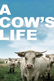 Poster of Bovines image size 1707x2560