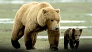 Grizzly Man wallpaper 