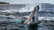 Les Secrets des Baleines  