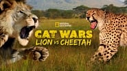 Cat Wars: Lion vs. Cheetah wallpaper 