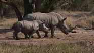 Le rhinocéros blanc - Une aventure familiale au cœur de l’Afrique wallpaper 