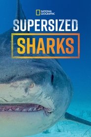 poster Supersized Sharks