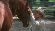 L'Homme qui murmurait à l'oreille des chevaux wallpaper 