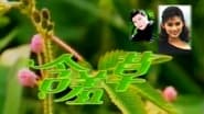 含羞草  