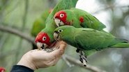 The Wild Parrots of Telegraph Hill wallpaper 