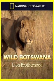 poster Lion Brotherhood