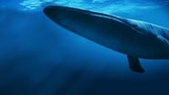 Le royaume de la baleine bleue wallpaper 