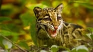 Return of the Clouded Leopards wallpaper 