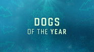 Backdrop of Dogs of the Year image size 3840x2160