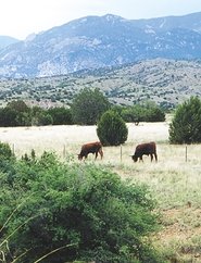 poster Whose Home on the Range?