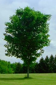poster Tree