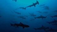 Sharkwater Extinction wallpaper 