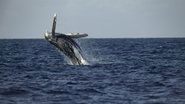 Les Secrets des baleines  