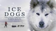 Ice Dogs: The Only Companions Worth Having wallpaper 