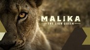 Backdrop of Malika the Lion Queen image size 3840x2160