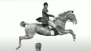 Pferd und Reiter Springen Über ein Hindernis wallpaper 