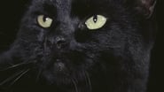 Le Chat noir wallpaper 