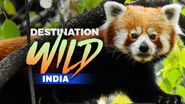 Backdrop of Destination Wild: India image size 3840x2160