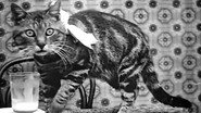 Le Déjeuner de Minet wallpaper 