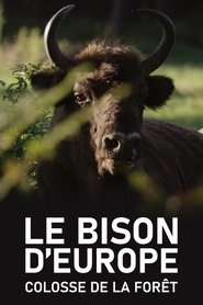 poster Le Bison d'Europe, colosse de la forêt
