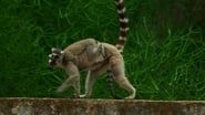 Madagascar : les gangs de lémuriens season 1 episode 3