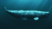 Sperm Whales & Sharks – Surviving Alone or in Groups