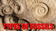The Six Main Types of Fossilization Explained wallpaper 