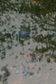 poster Highbushes burning