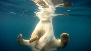 Ours polaires - Banquise en Péril wallpaper 