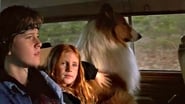 Lassie : Des amis pour la vie wallpaper 