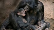 Les grands singes: Ces primates si proches de l'homme wallpaper 