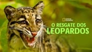 Return of the Clouded Leopards wallpaper 